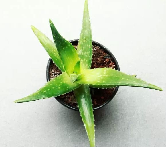 aloe