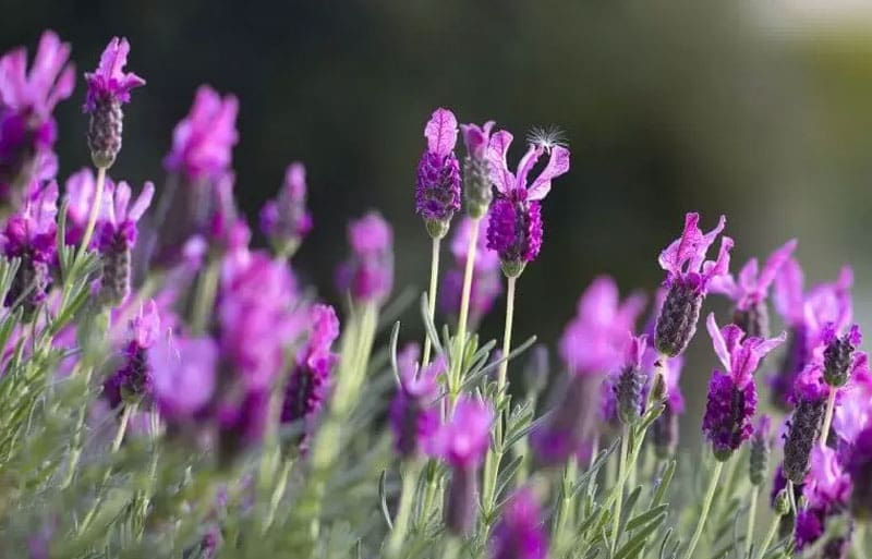 lavendar